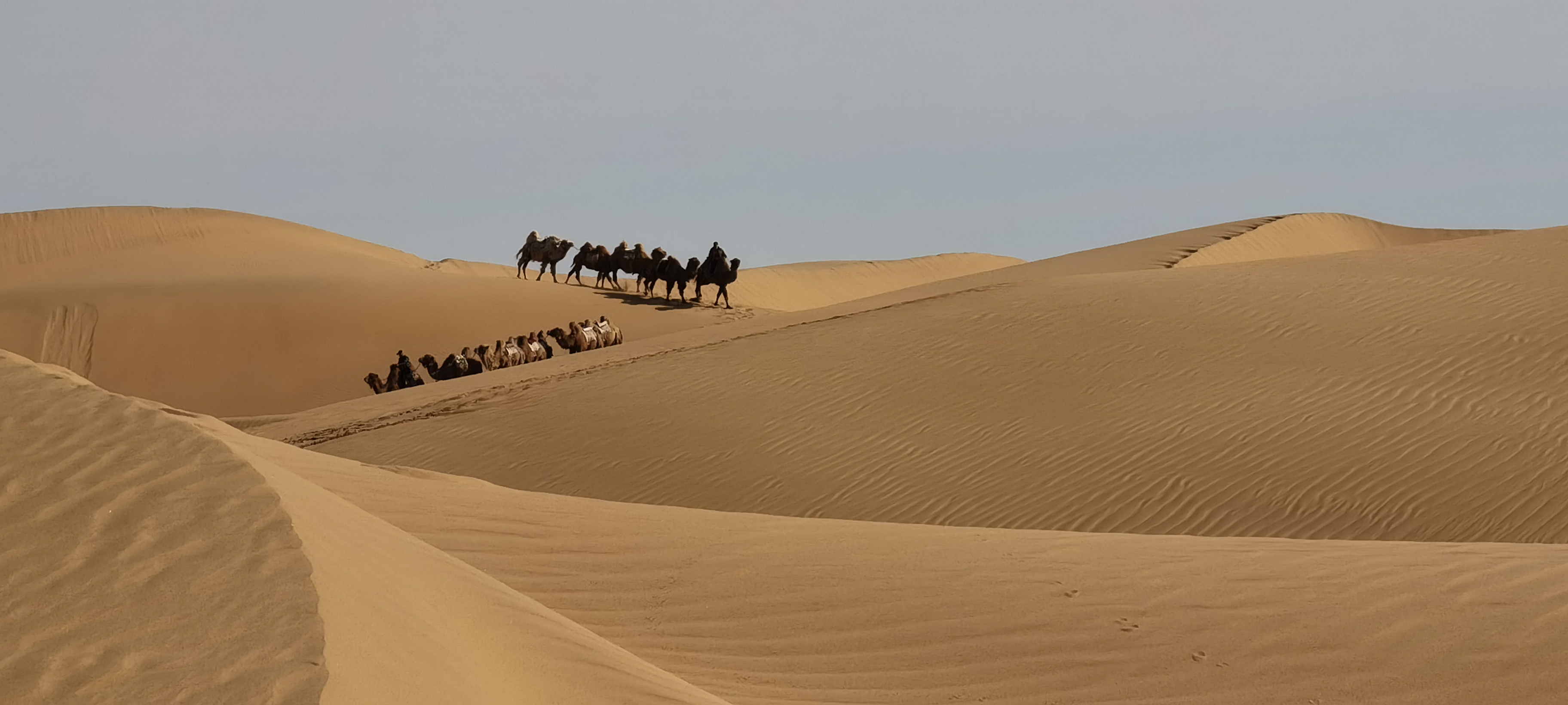 Camel caravan